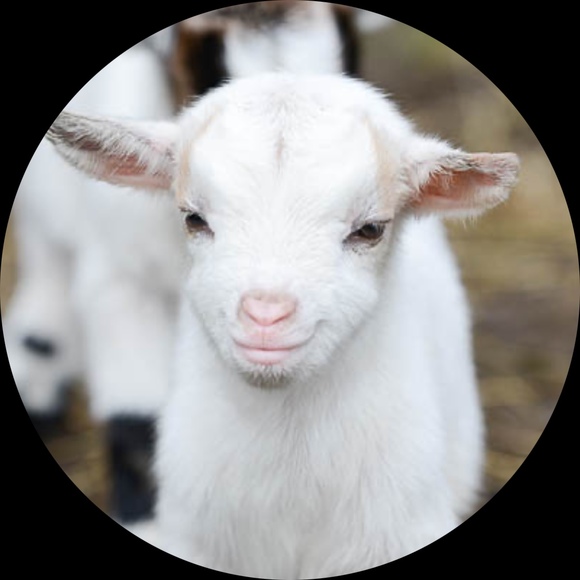 goatsarecute87